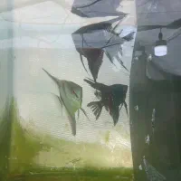 فروش ماهی گوپی وانجل|ماهی|شیراز, جمال آباد|دیوار