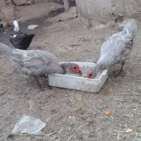 باسلام یک جفت اردک روسی نقره ای برای فروش