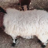 بره|حیوانات مزرعه|میبد, |دیوار