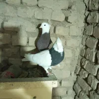 یک جفت کفتر طوقی سیا و سورخ|پرنده|بردسکن, |دیوار