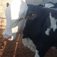 جوانه کشتاری فروشی