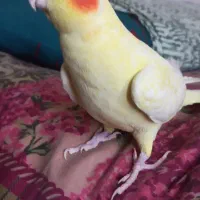 عروس هلندی لوتینوزعفرانی  ماده بالغ