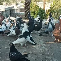 بهبهانی و شهری نرو ماده|پرنده|شیراز, بازار|دیوار