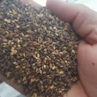 کنجد سیاه محلی