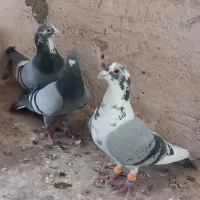 پرشی|حیوانات|تربت‌حیدریه, ترمینال|دیوار