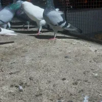 ۱۶ عدد کبوتر صحیح و سالم|پرنده|چابهار, |دیوار