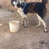 توله...سگ قهدرجونی قهدرجانی ۱۵ ماه نر معاوضه دارم|سگ|قزوین, |دیوار