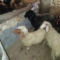۴ بره ماده داشتی