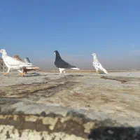 کبوتر|پرنده|اقبالیه, |دیوار