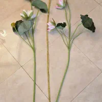 گل نیلوفر