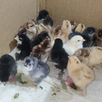 جوجه برهما دیلگونی|حیوانات مزرعه|دهدشت, |دیوار