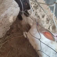 سه. عدد خرگوش معاوضه با کفتر