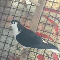 جفت ساده سیاه رنگ واکسی بدون غلط دروشت کشیده