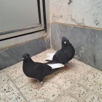 کفتر زاغ دم سفید|پرنده|تهران, عبدل‌آباد|دیوار