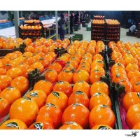 ایجاد واحد سردخانه‌ای جهت نگهداری و صادرات پرتقال|ماشین‌آلات صنعتی|تنکابن, |دیوار