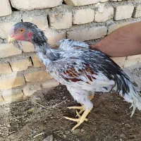 لاری|حیوانات مزرعه|شیراز, ارم|دیوار