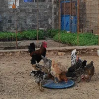 مرغ و خروس محلی