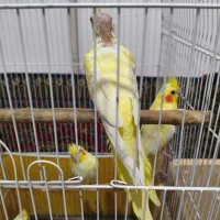 عروس هلندی مولد همراه جوجه|پرنده|لاهیجان, طالقانی|دیوار