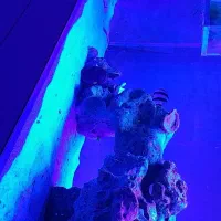 ماهی اب شور