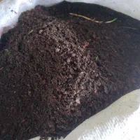 پهن خشک والک شده|خدمات باغبانی و درختکاری|ماسال, |دیوار