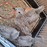 جوجه بلدرچین پرورشی