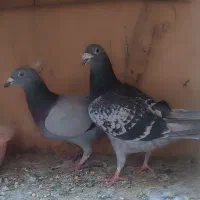 جفت افغان سایز بزرگ