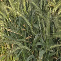 گندم خارجی|گل و گیاه طبیعی|خورموج, |دیوار