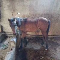 اسب کره مادیون بسیار آرام مظلوم