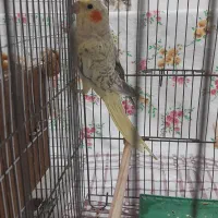 عروس هلندی ماده جوان|پرنده|فردیس, شهرک ۱۱۰|دیوار