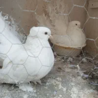 کبوتر دم چتری آمریکایی