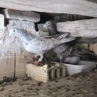 یه جفت خطی دونسته