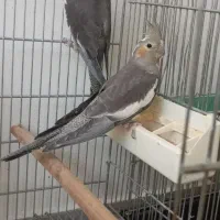 عروس هلندی