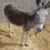 الاغ نر