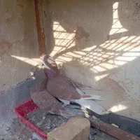 کبوتر سرخ شکار|پرنده|برخوار, |دیوار