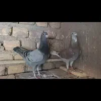 ی جفت پلاکی نر
