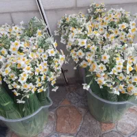 گل نرگس عطری