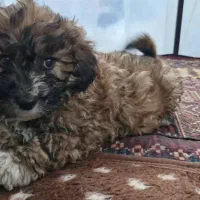 سگ پودل|سگ|طرقبه, |دیوار