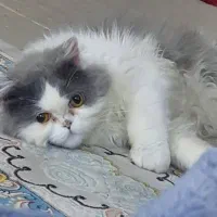 گربه پرشین فلت اصل