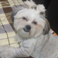 سگ واگذاری|سگ|هشتگرد, شهرک ریحانه|دیوار