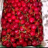 اجاره گیلاس