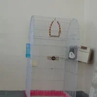 قفس