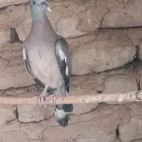 کبوتر قمری