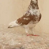 کبوتر نر|پرنده|مشگین شهر, |دیوار