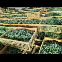 پخش سبزیجات پاک کرده|خوردنی و آشامیدنی|تهران, آهنگ|دیوار