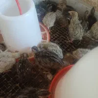 جوجه بلدرچین ۱۵ روزه ( ارسال رایگان )