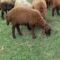 بره نر همووچند قلو زا خالص.|حیوانات مزرعه|خدا آفرین, |دیوار