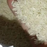 برنج طارم محلی سمت بندرگز