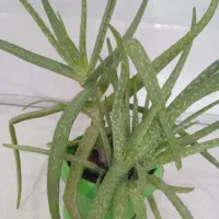 گل های  خانگی شاداب ، قیمت مناسب|گل و گیاه طبیعی|خوی, |دیوار