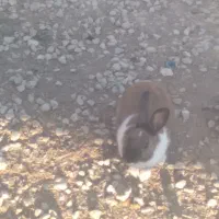 خرگوش|موش و خرگوش|یاسوج, |دیوار