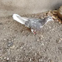 کبوتر